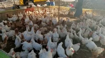 تحديثات الأسعار.. تكلفة الدواجن والفيليه في أسواق مطروح خلال تعاملات اليوم الأحد